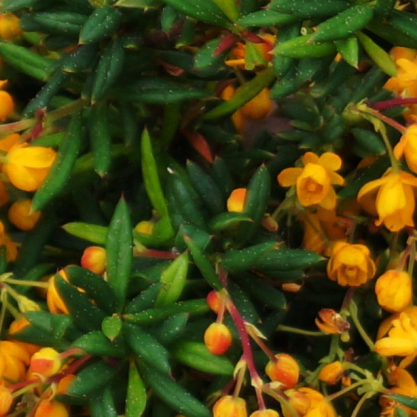 Agracejo- Berberis stenophylla Corallina Compacta (Follaje)