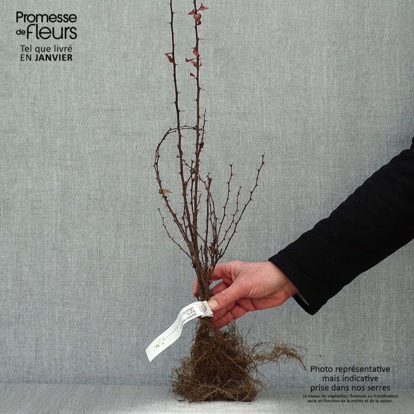 Agracejo rojo - Berberis thunbergii Atropurpurea Raíces desnudas Ejemplar entregado en invierno