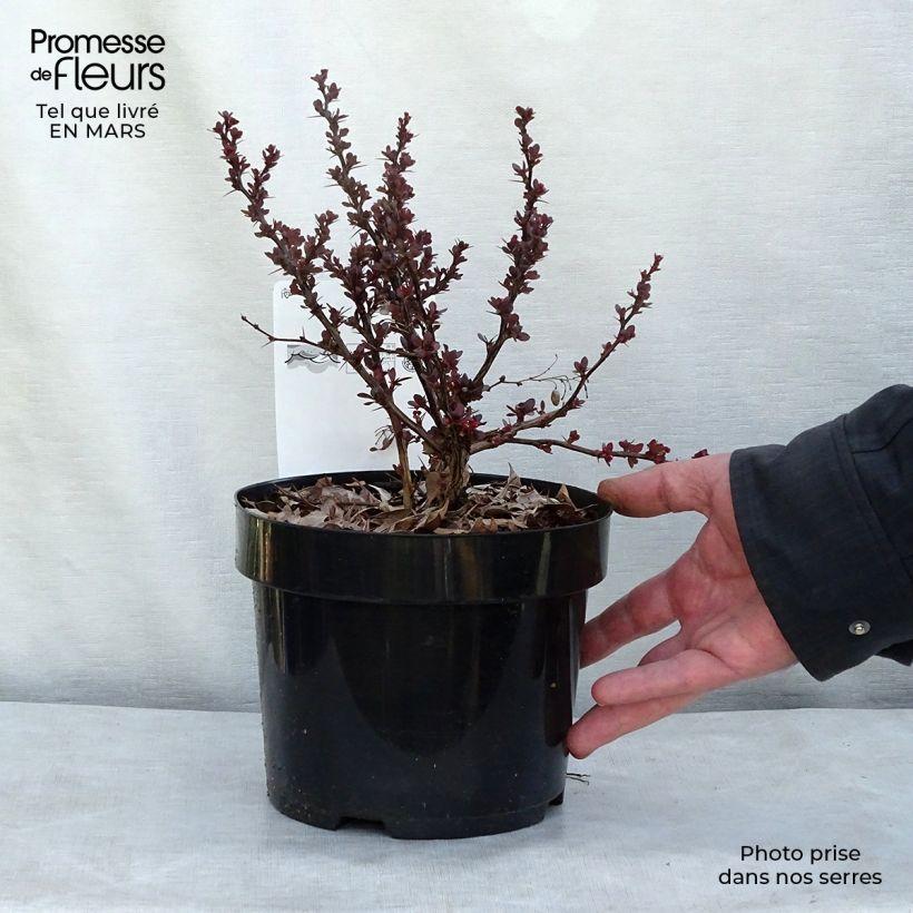 Agracejo rojo - Berberis thunbergii Atropurpurea Nana Maceta 2L/3L Ejemplar entregado en invierno