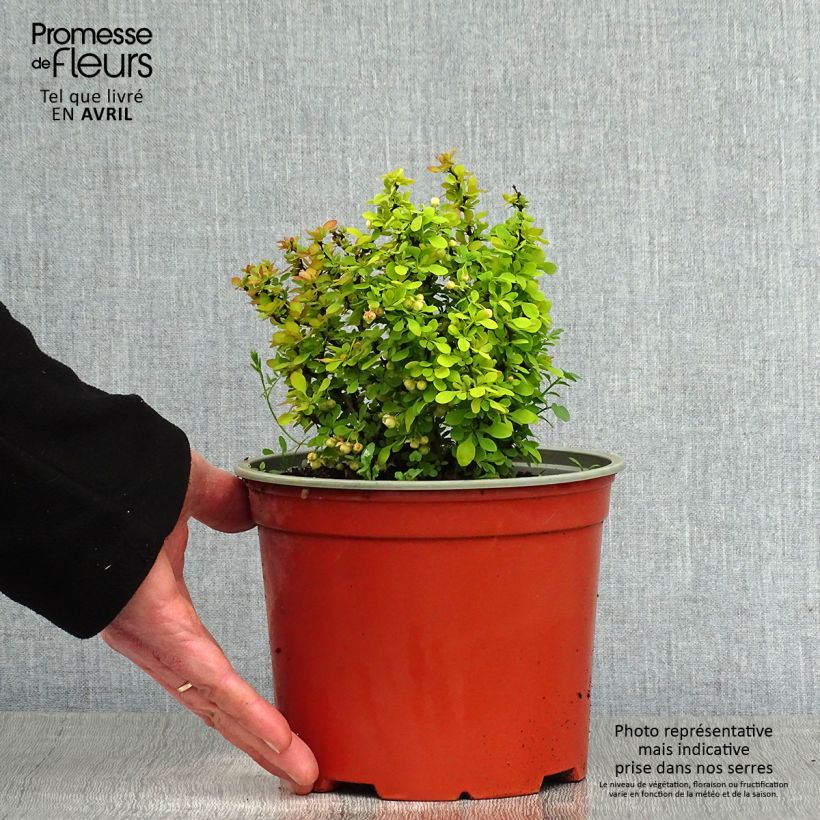 Agracejo japonés - Berberis thunbergii Bonanza Gold Maceta 2L/3L Ejemplar entregado en la primavera