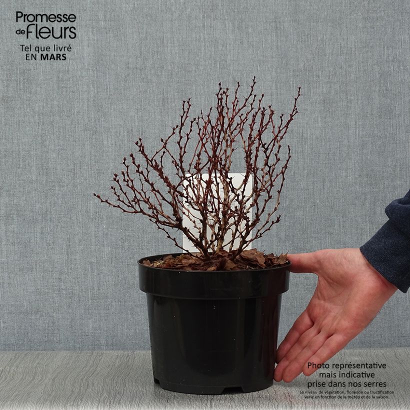 Agracejo japonés - Berberis thunbergii Concorde Maceta 2L/3L Ejemplar entregado en invierno