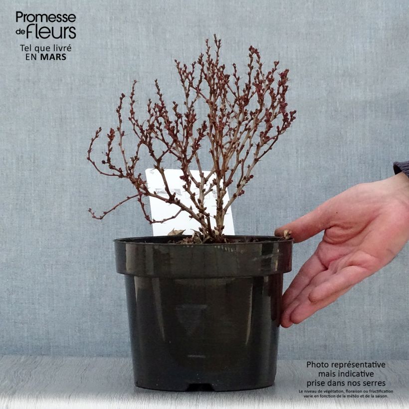 Agracejo japonés - Berberis thunbergii Concorde Maceta 2L/3L Ejemplar entregado en la primavera