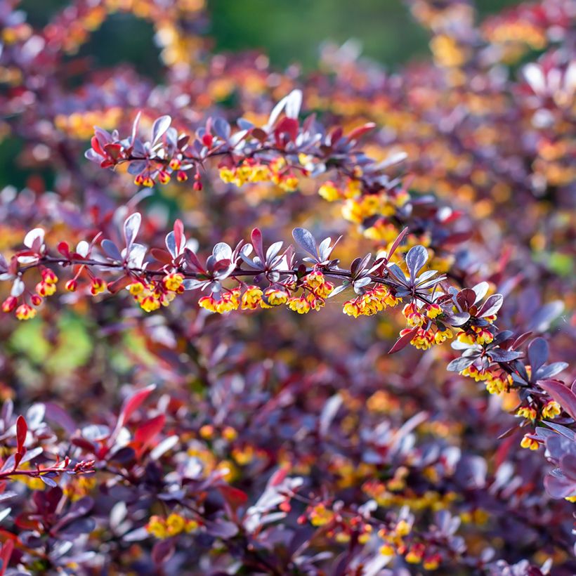 Agracejo japonés - Berberis thunbergii Concorde (Floración)