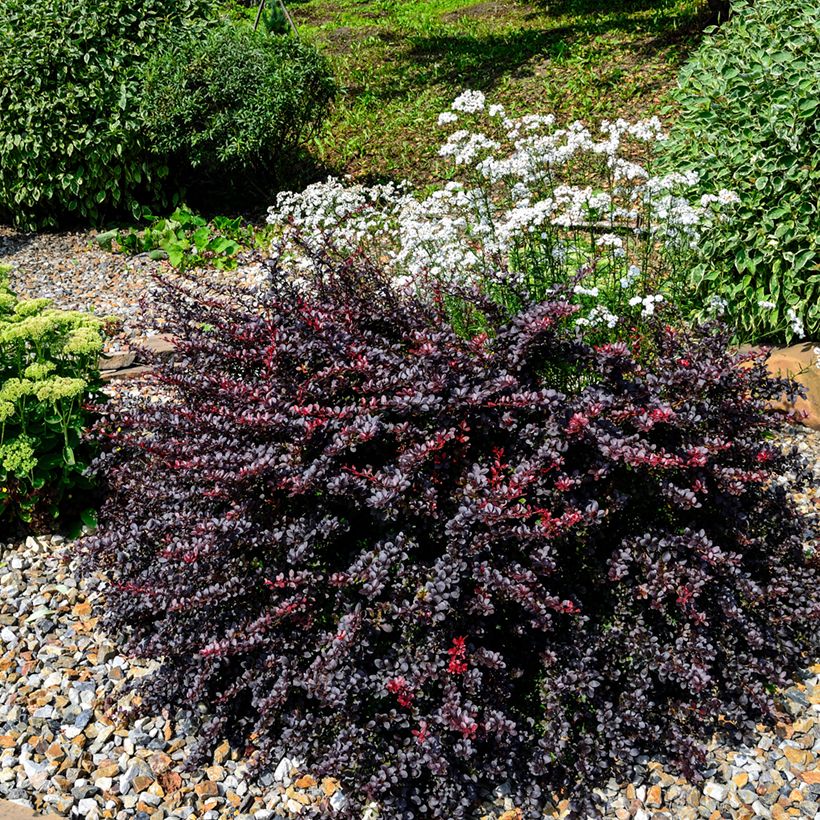 Agracejo japonés - Berberis thunbergii Concorde (Porte)