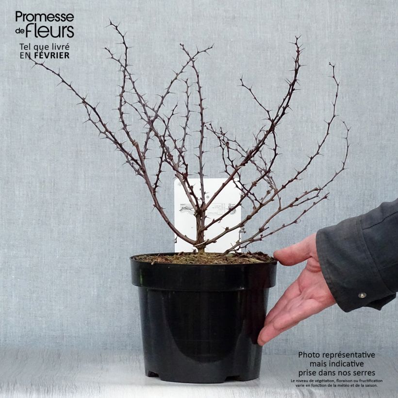 Agracejo japonés - Berberis thunbergii Dart's Red Lady Maceta 2L/3L Ejemplar entregado en invierno