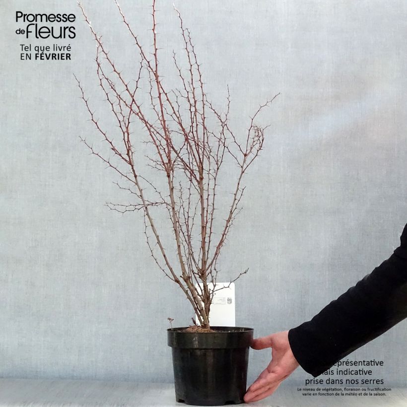 Agracejo japonés - Berberis thunbergii Maceta 2L/3L Ejemplar entregado en invierno