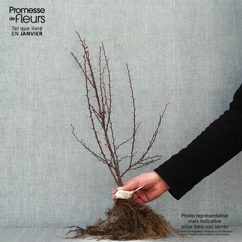 Agracejo japonés - Berberis thunbergii Raíces desnudas Ejemplar entregado en invierno