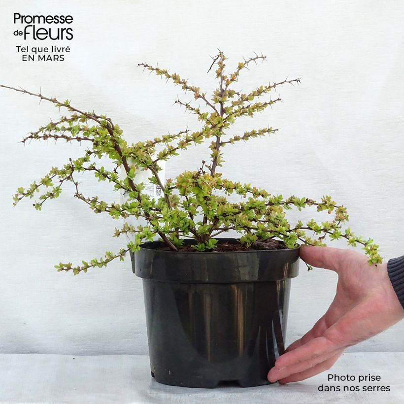 Agracejo japonés - Berberis thunbergii Golden Carpet Maceta 3L/4L Ejemplar entregado en la primavera