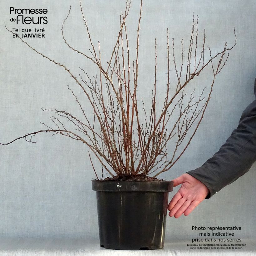 Agracejo japonés - Berberis thunbergii Golden Rocket Maceta 7,5L/10L Ejemplar entregado en invierno