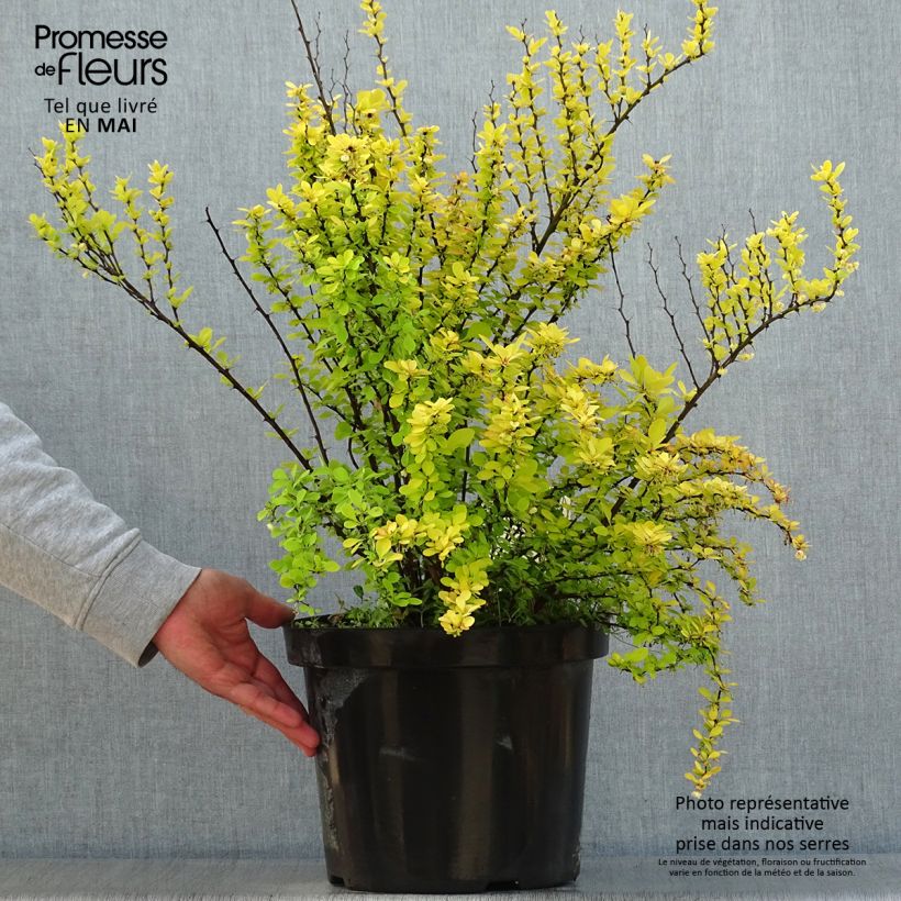 Agracejo japonés - Berberis thunbergii Golden Rocket Maceta 7,5L/10L Ejemplar entregado en la primavera
