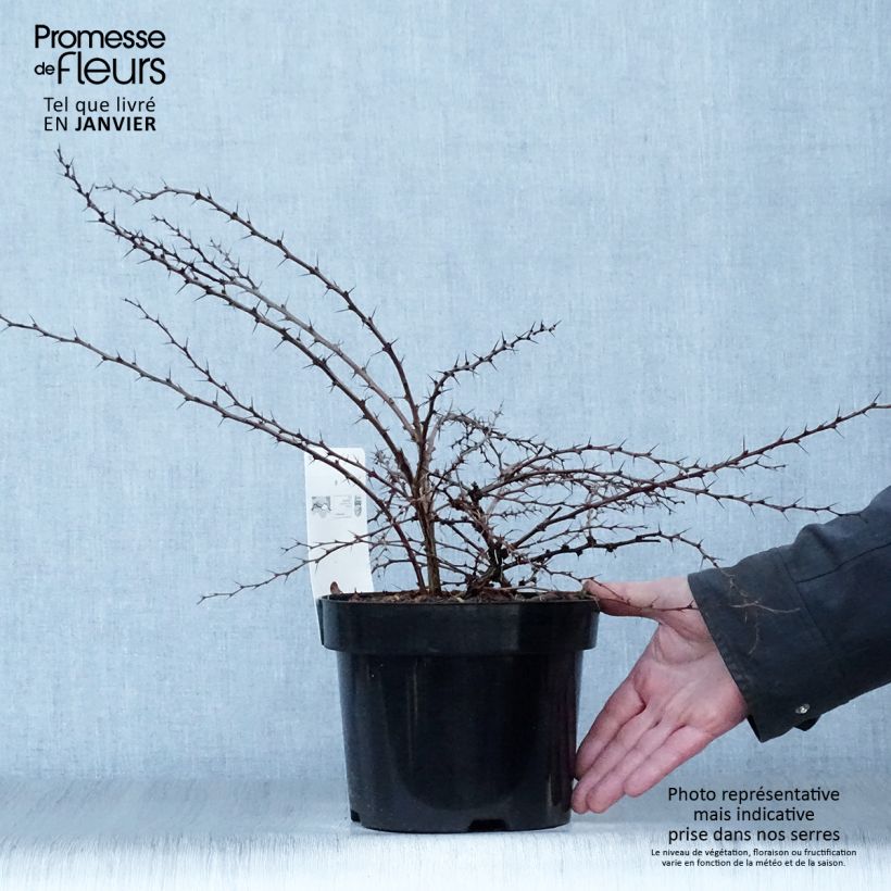 Agracejo japonés - Berberis thunbergii Green Carpet Maceta 3L/4L Ejemplar entregado en invierno