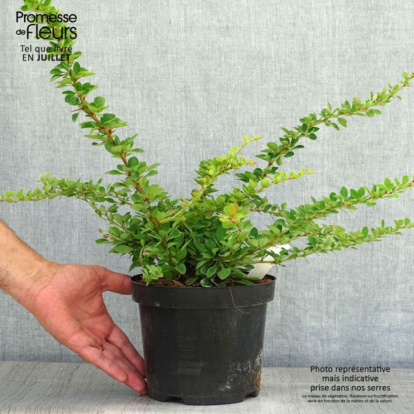 Ejemplar de Agracejo japonés - Berberis thunbergii Green Carpet Maceta 3L/4L entregado en verano