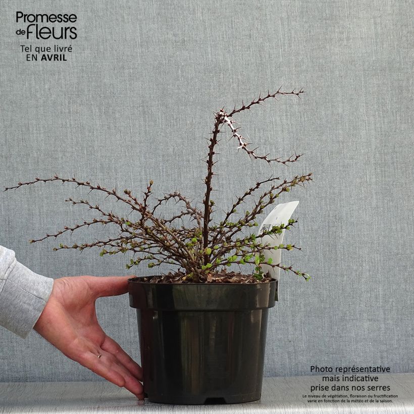 Agracejo japonés - Berberis thunbergii Green Carpet Maceta 3L/4L Ejemplar entregado en la primavera