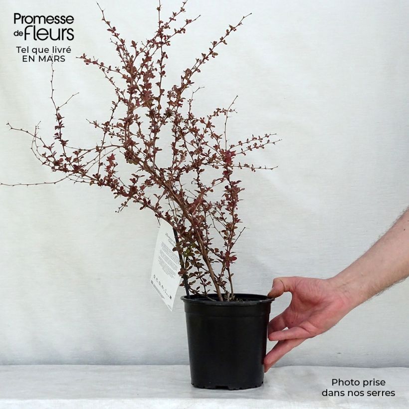 Agracejo japonés - Berberis thunbergii Harlequin Maceta 2L/3L Ejemplar entregado en invierno