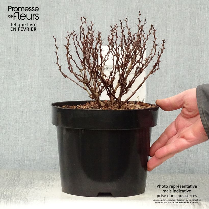 Agracejo japonés - Berberis thunbergii Inspiration Maceta 2L/3L Ejemplar entregado en invierno