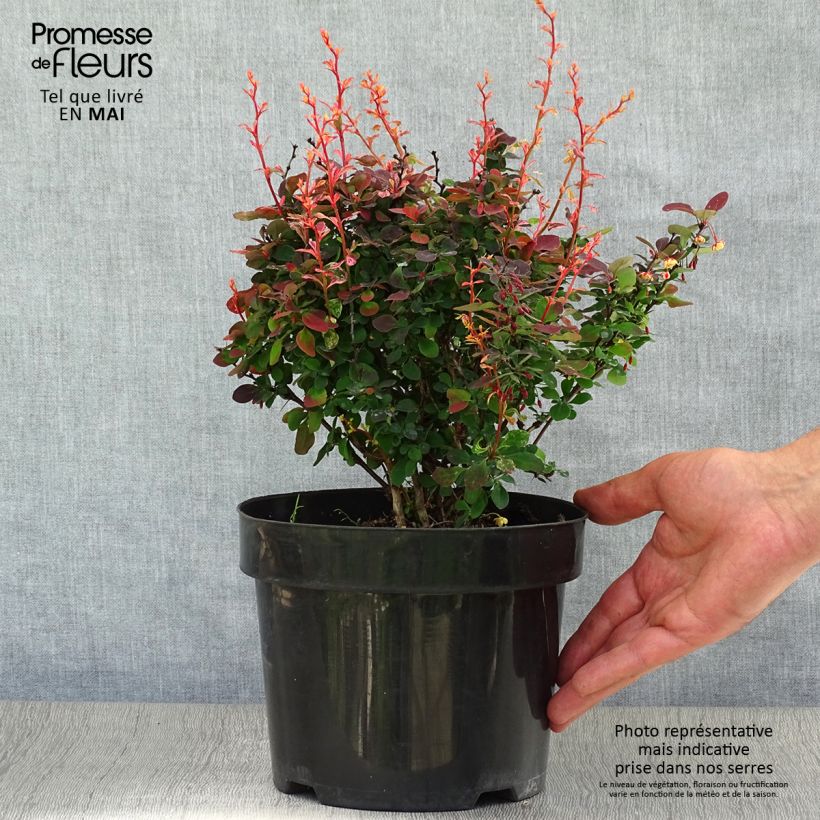 Agracejo japonés - Berberis thunbergii Inspiration Maceta 2L/3L Ejemplar entregado en la primavera