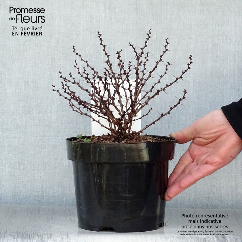 Agracejo japonés - Berberis thunbergii Kobold Maceta 2L/3L Ejemplar entregado en invierno