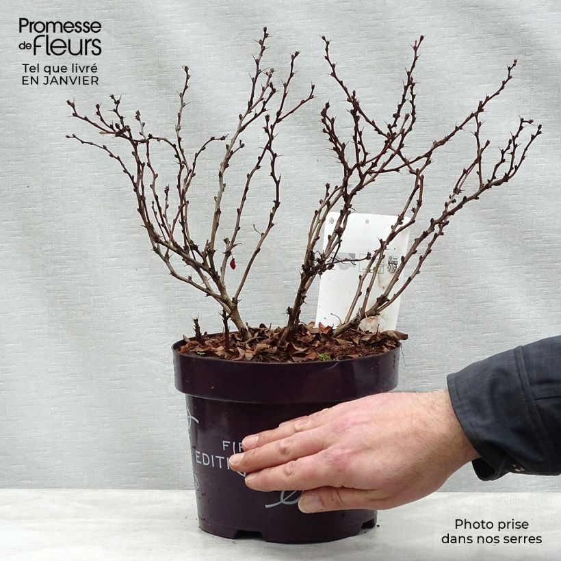 Agracejo japonés - Berberis thunbergii Limoncello Maceta 3L/4L Ejemplar entregado en invierno