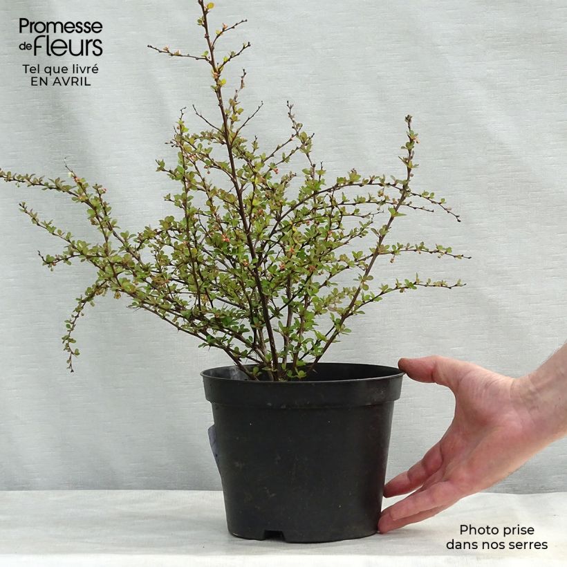 Agracejo japonés - Berberis thunbergii Natasza Maceta 2L/3L Ejemplar entregado en la primavera