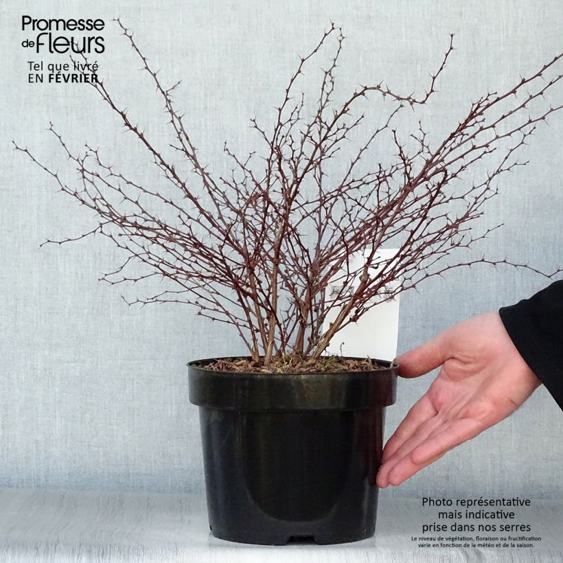 Agracejo japonés - Berberis thunbergii Orange Dream Maceta 2L/3L Ejemplar entregado en invierno