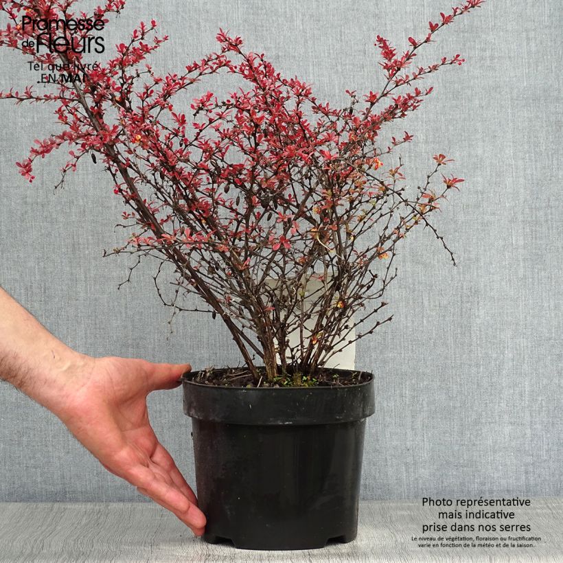 Agracejo japonés - Berberis thunbergii Orange Dream Maceta 2L/3L Ejemplar entregado en la primavera