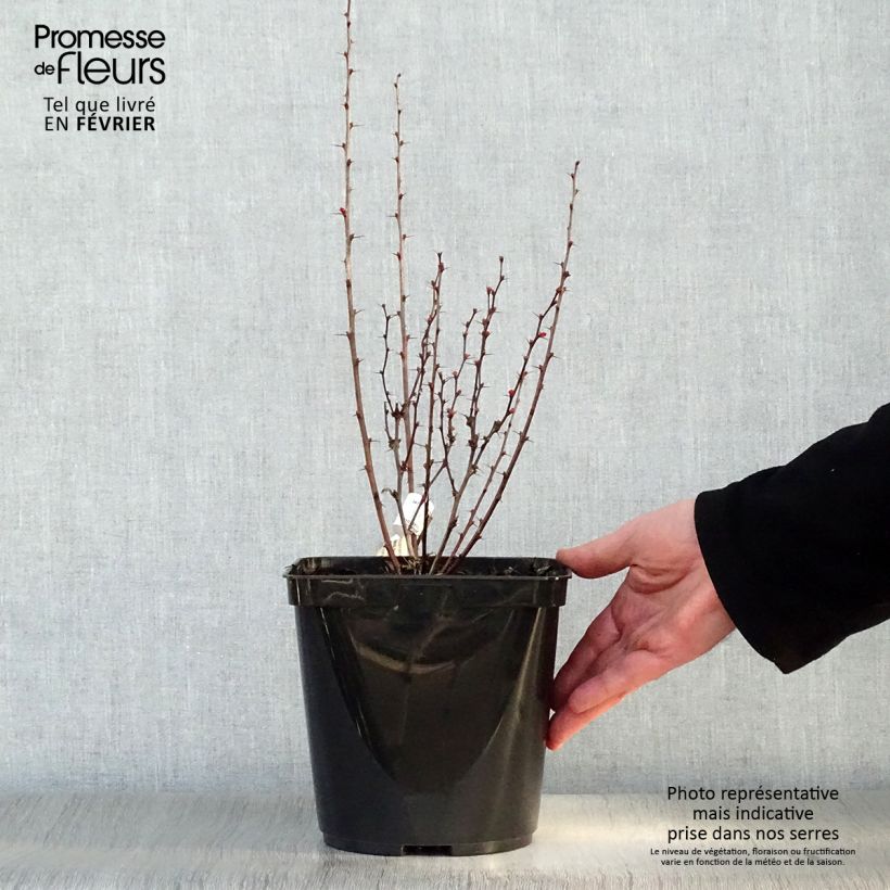 Agracejo japonés - Berberis thunbergii Orange Rocket Maceta 3L/4L Ejemplar entregado en invierno