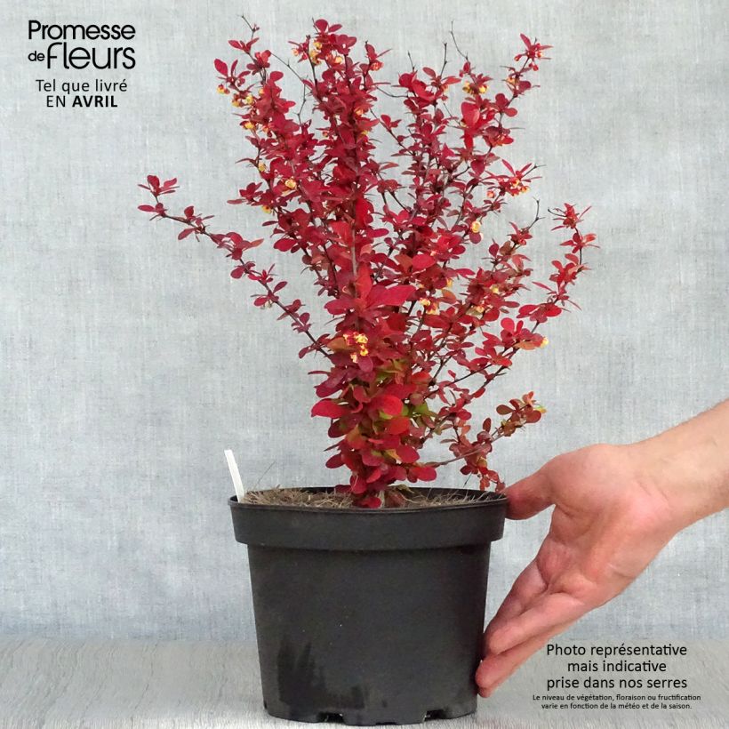 Agracejo japonés - Berberis thunbergii Orange Rocket Maceta 3L/4L Ejemplar entregado en la primavera