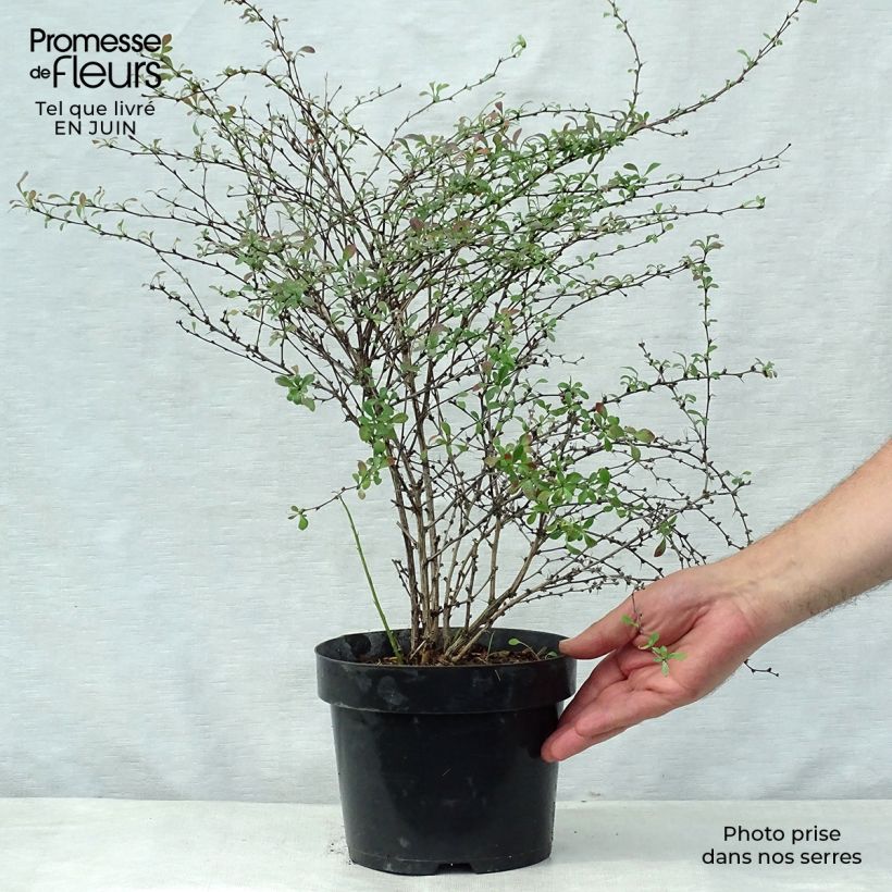 Ejemplar de Agracejo japonés - Berberis thunbergii Red Dream Maceta 3L/4L entregado en verano