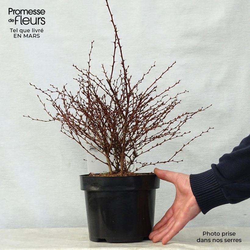 Agracejo japonés - Berberis thunbergii Red Dream Maceta 3L/4L Ejemplar entregado en la primavera