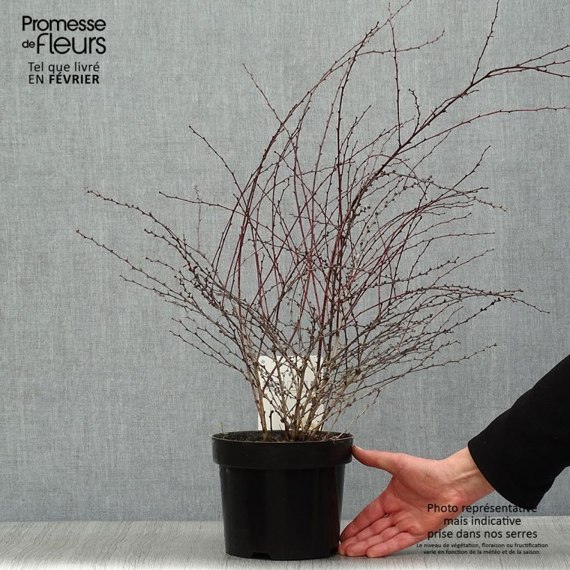 Agracejo japonés - Berberis thunbergii Red Dream Maceta 3L/4L Ejemplar entregado en invierno