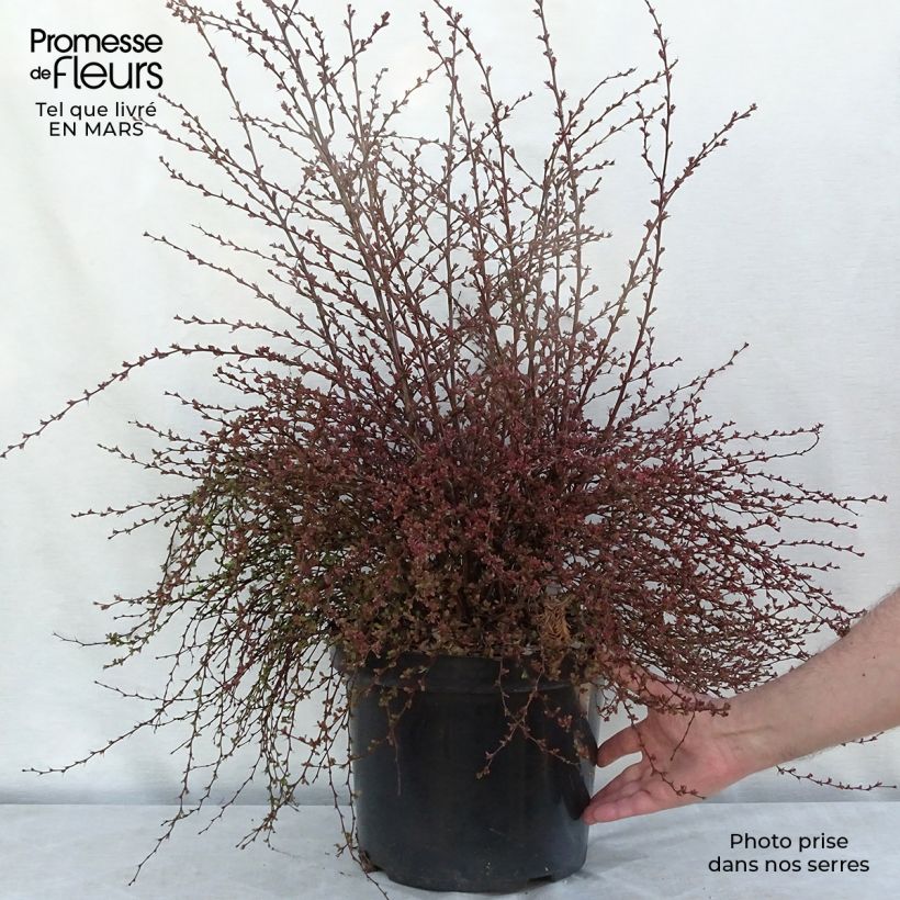 Agracejo japonés - Berberis thunbergii Red Dream Maceta 7,5L/10L Ejemplar entregado en invierno