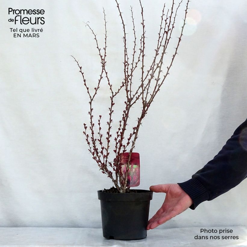Agracejo japonés - Berberis thunbergii Red Rocket Maceta 2L/3L Ejemplar entregado en la primavera