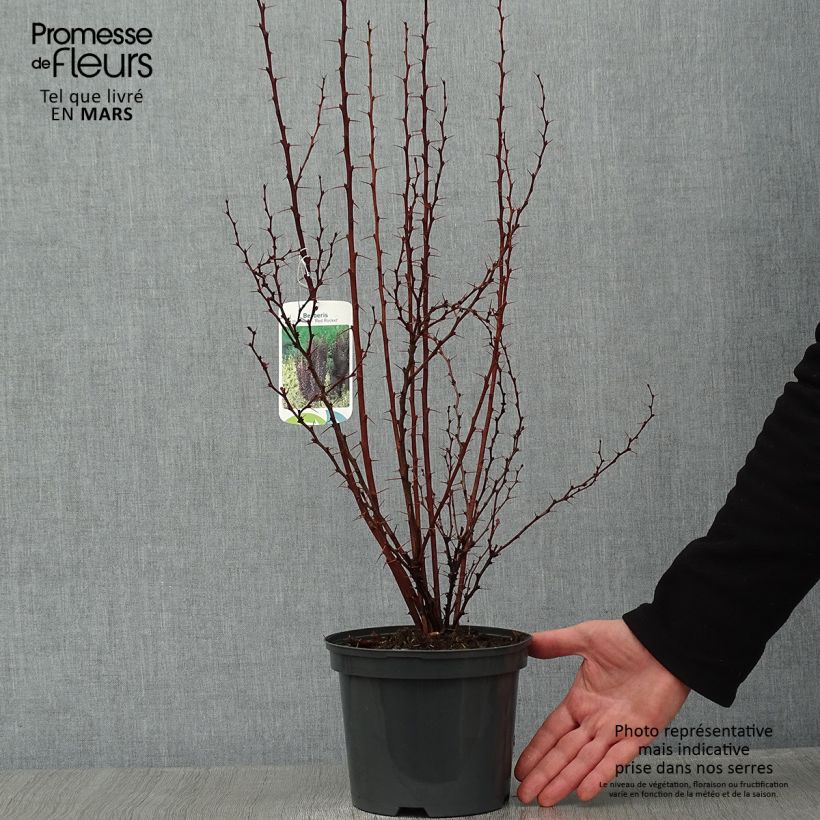 Agracejo japonés - Berberis thunbergii Red Rocket Maceta 2L/3L Ejemplar entregado en invierno