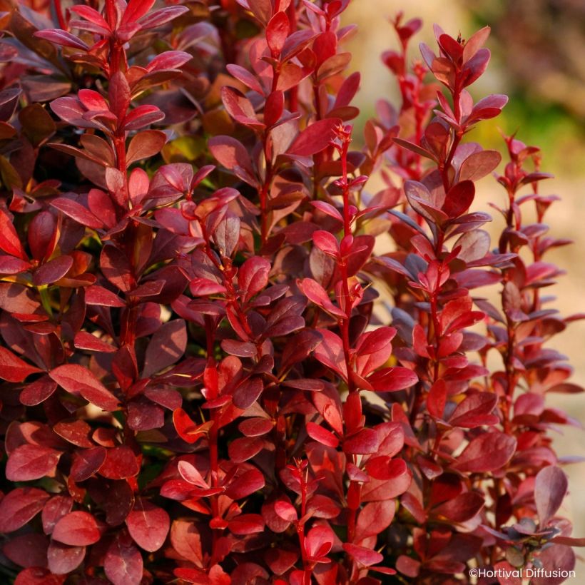 Berberis thunbergii Red Torch - Agracejo japonés (Follaje)