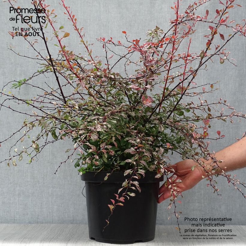 Ejemplar de Agracejo japonés - Berberis thunbergii Rosy Glow Maceta 7,5L/10L entregado en verano