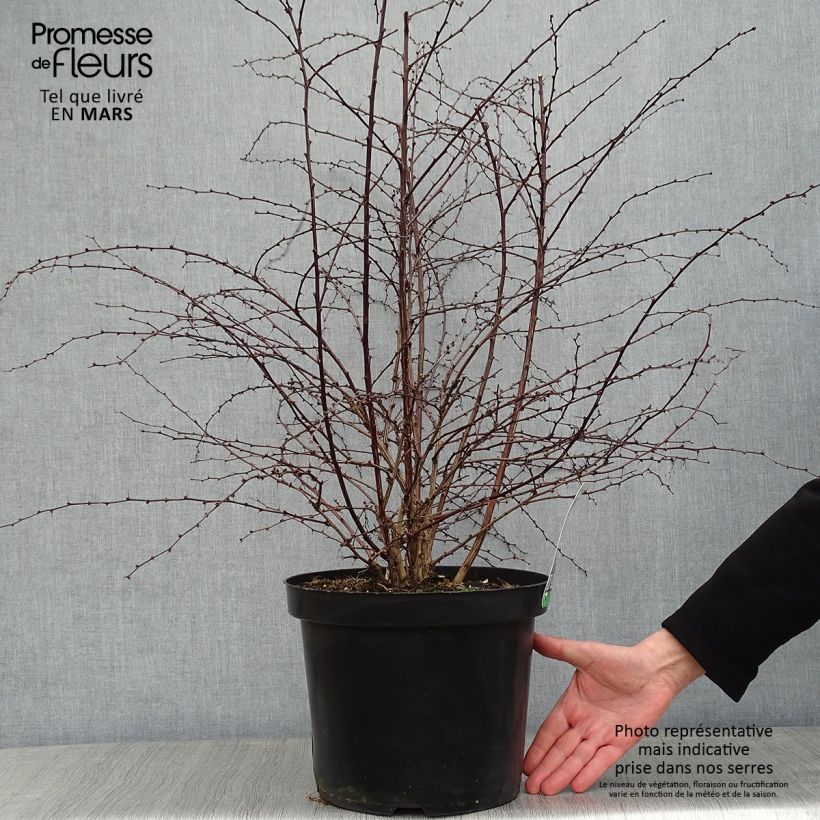 Agracejo japonés - Berberis thunbergii Rosy Glow Maceta 7,5L/10L Ejemplar entregado en invierno