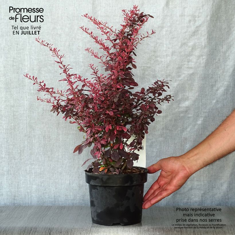 Ejemplar de Agracejo japonés - Berberis thunbergii Rosy Glow Maceta 2L/3L entregado en verano