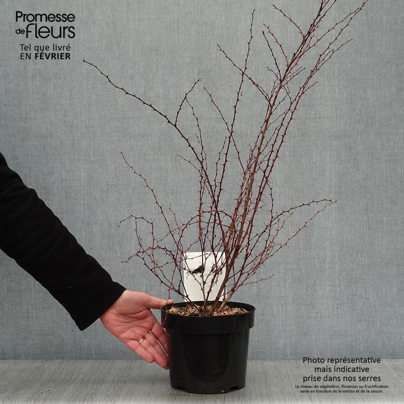 Agracejo japonés - Berberis thunbergii Rosy Glow Maceta 2L/3L Ejemplar entregado en invierno