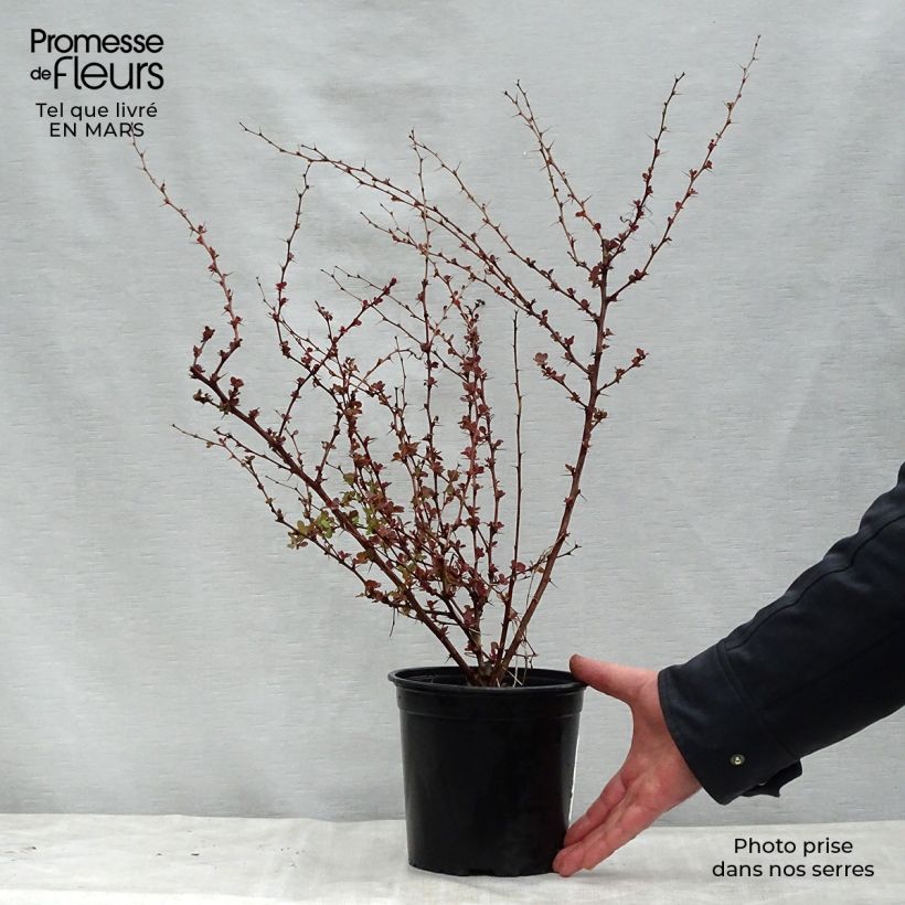 Agracejo japonés - Berberis thunbergii Rosy Glow Maceta 2L/3L Ejemplar entregado en la primavera