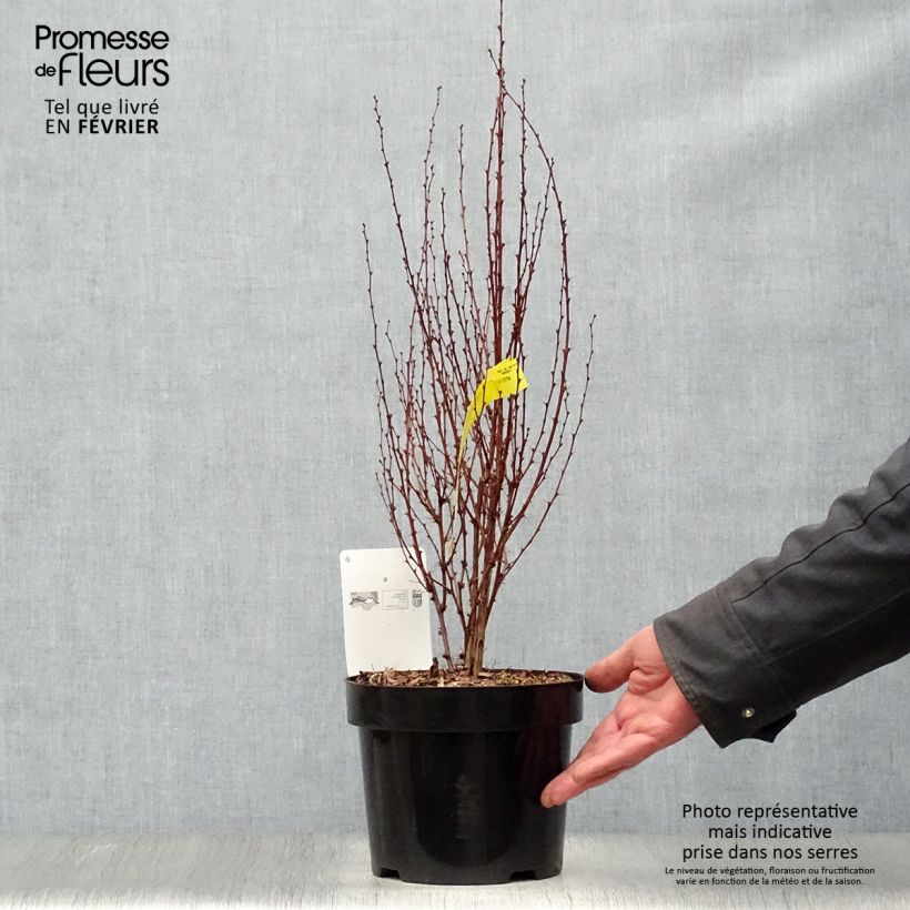 Agracejo japonés - Berberis thunbergii Rosy Rocket Maceta 2L/3L Ejemplar entregado en invierno
