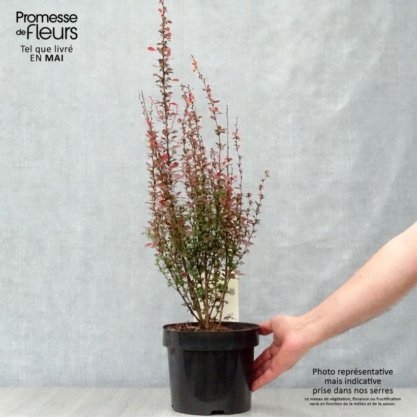 Agracejo japonés - Berberis thunbergii Rosy Rocket Maceta 2L/3L Ejemplar entregado en la primavera