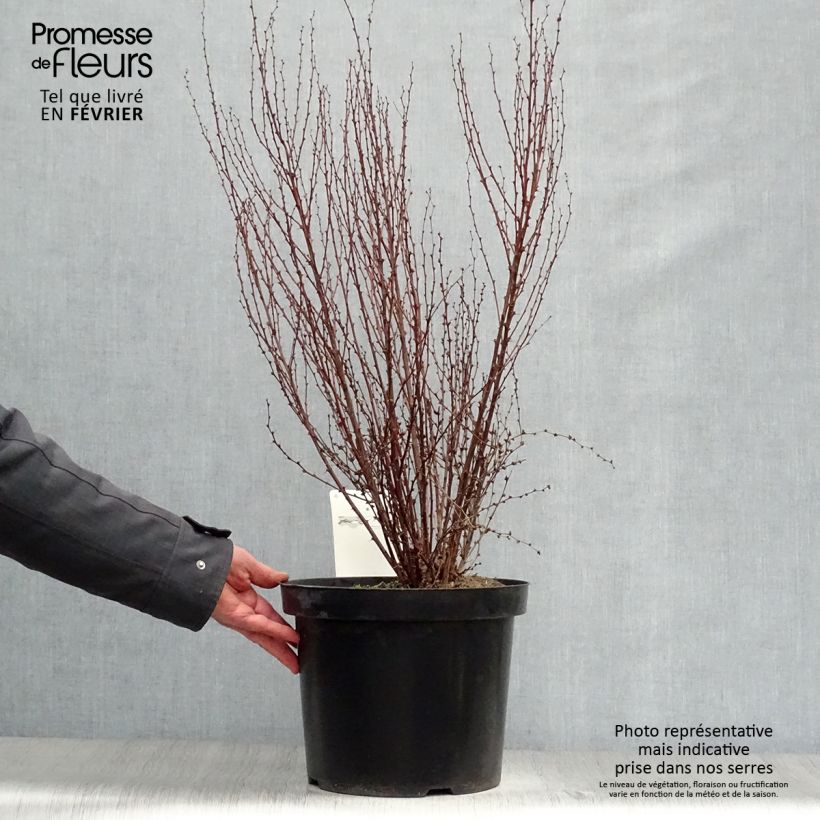 Agracejo japonés - Berberis thunbergii Rosy Rocket Maceta 7,5L/10L Ejemplar entregado en invierno