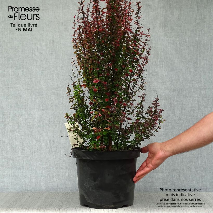 Agracejo japonés - Berberis thunbergii Rosy Rocket Maceta 7,5L/10L Ejemplar entregado en la primavera