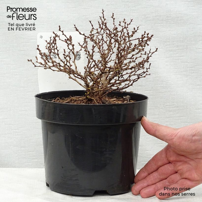 Agracejo japonés - Berberis thunbergii Tiny Gold Maceta 2L/3L Ejemplar entregado en invierno