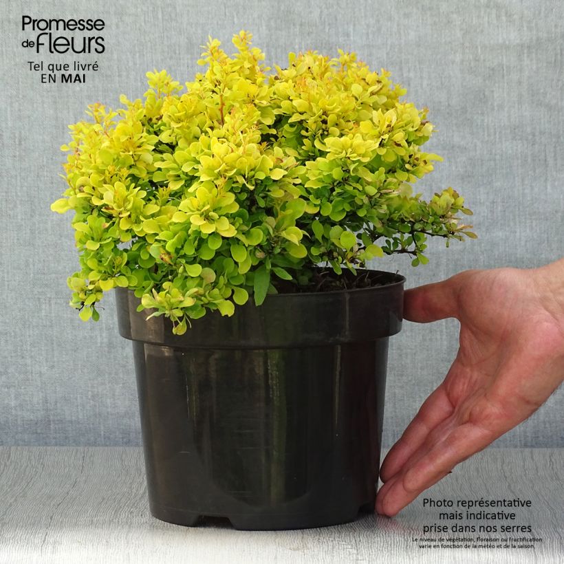Agracejo japonés - Berberis thunbergii Tiny Gold Maceta 2L/3L Ejemplar entregado en la primavera