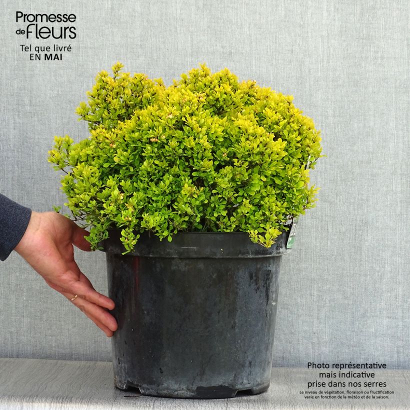 Agracejo japonés - Berberis thunbergii Tiny Gold Maceta 7,5L/10L Ejemplar entregado en la primavera