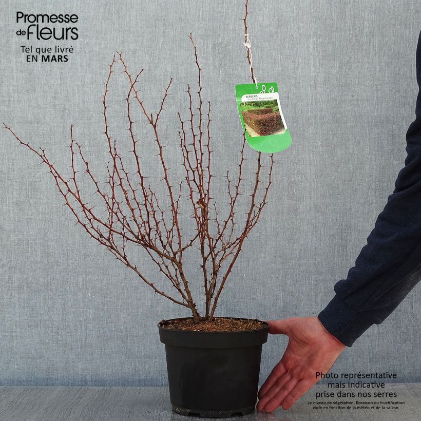 Agracejo rojo - Berberis thunbergii Atropurpurea Maceta 2L/3L Ejemplar entregado en invierno