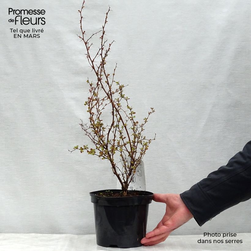 Agracejo rojo - Berberis thunbergii Atropurpurea Maceta 2L/3L Ejemplar entregado en la primavera