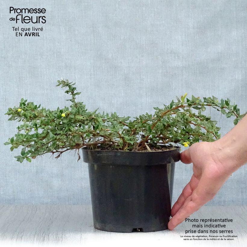Agracejo - Berberis verrucosa Maceta 2L/3L Ejemplar entregado en la primavera