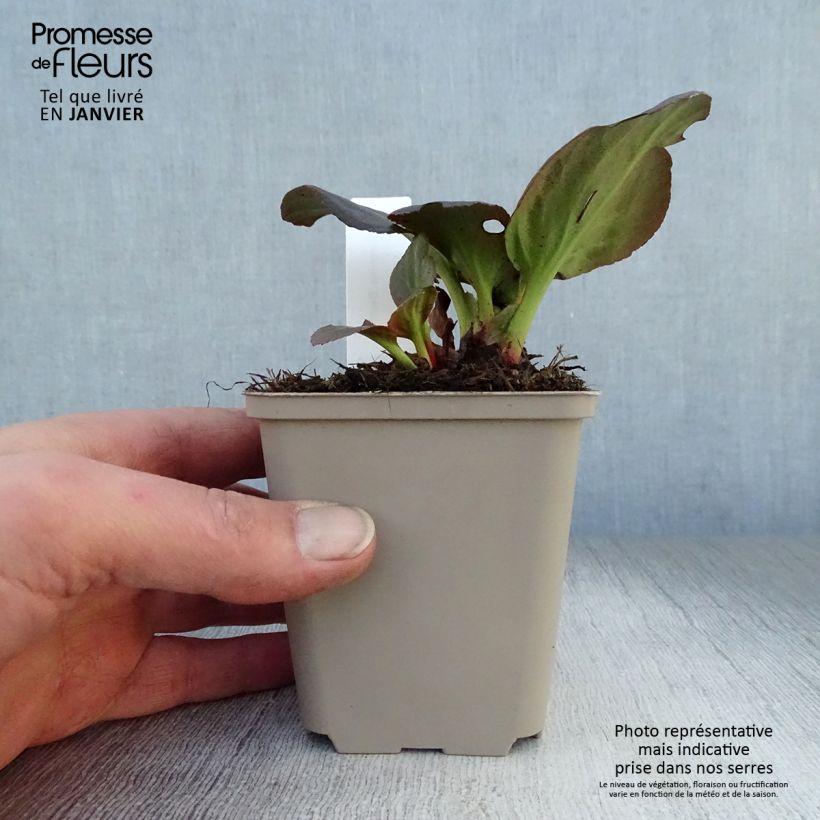 Bergenia Bach - Hortensia de invierno Maceta de 8/9 cm Ejemplar entregado en invierno